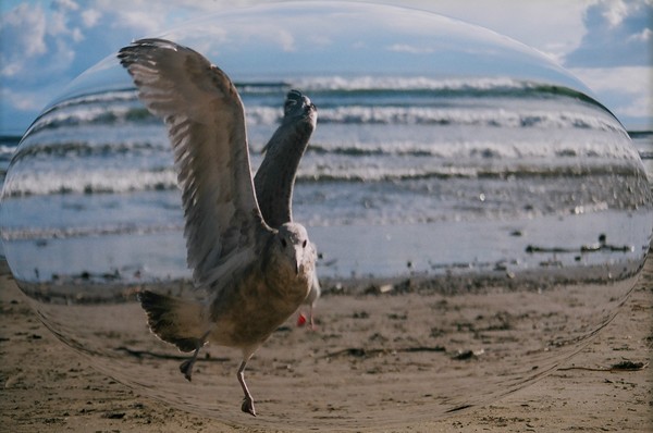 seagull bubble