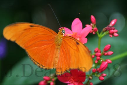 Butterfly Conservatory 2