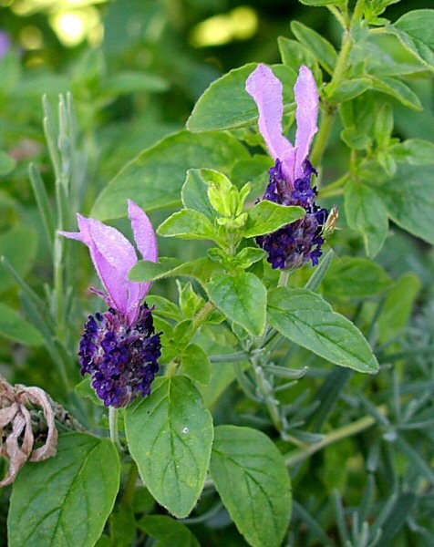 Lavender and Marjoram