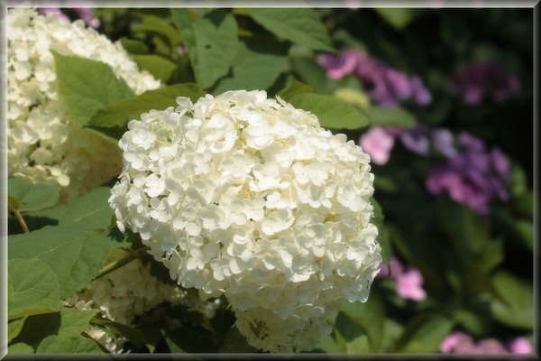 Hydrangea White