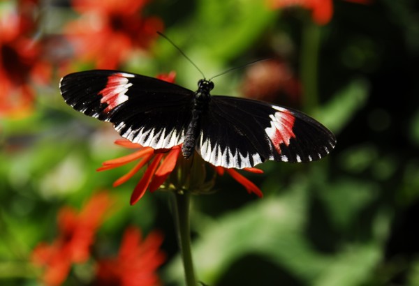 Piano Key Butterfly