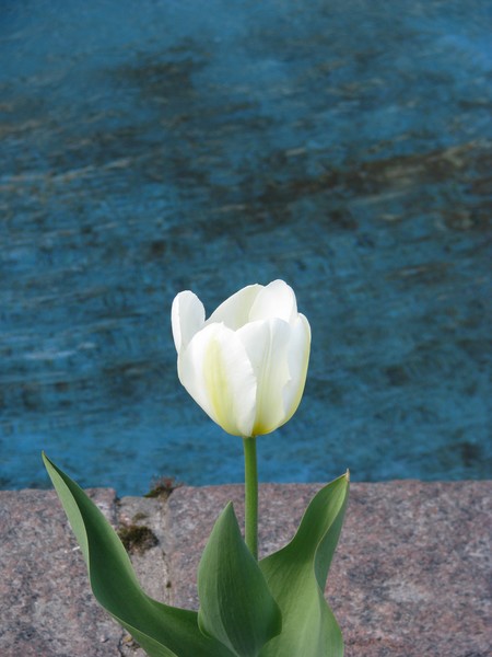 2008 tulip series