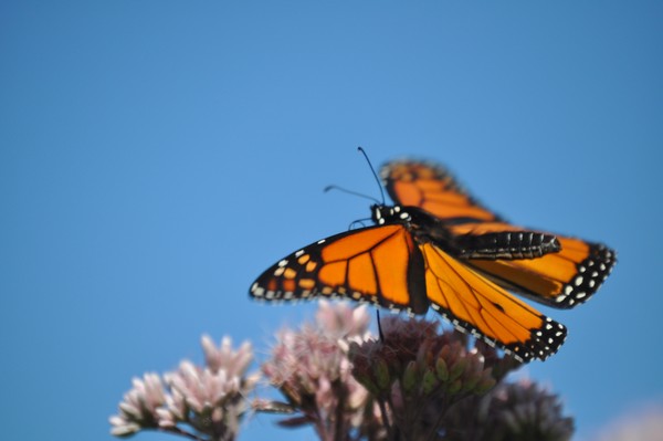 Monarch Butterfly landing on flower