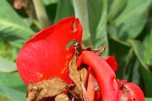 Beetle Lunch