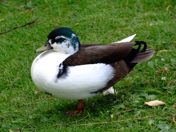 sitting Duck