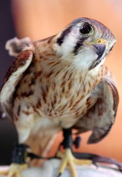 Sparrow Hawk 2