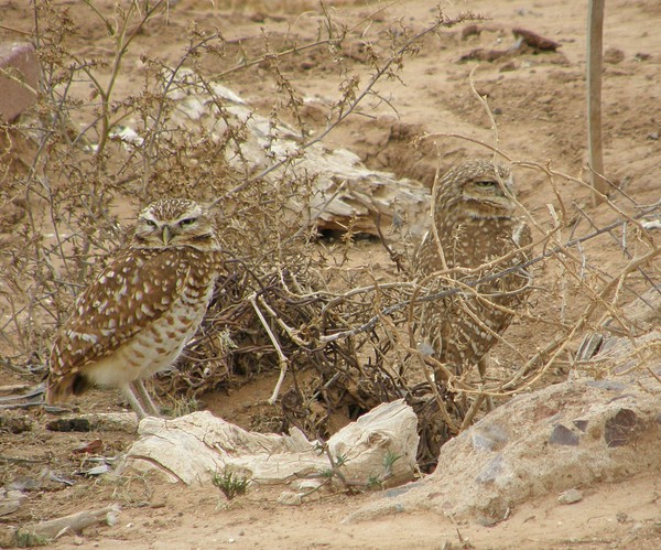 Camouflaged Owls