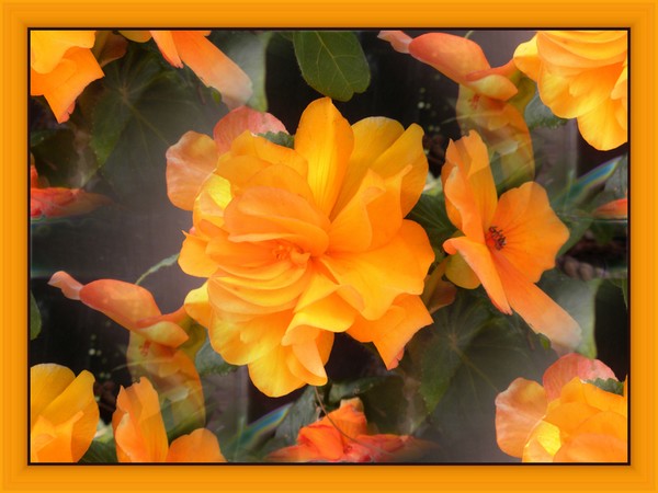 Begonias in orange