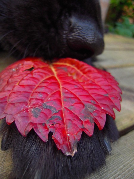 The Dog And The Leaf