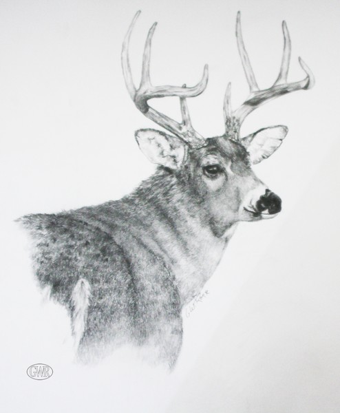 whitetail