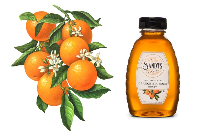Orange Branch Illustration for Sandt's Honey