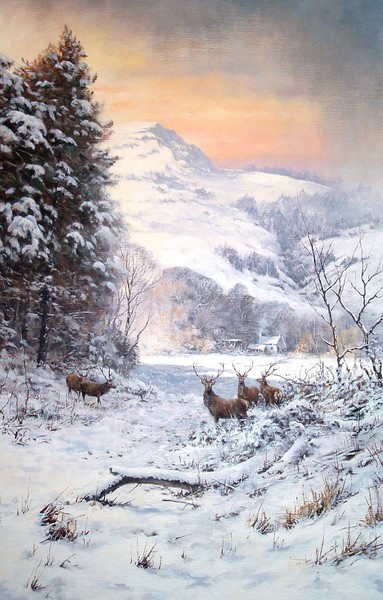 Winter Stags