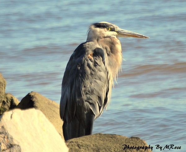 Blue Heron in his resting place