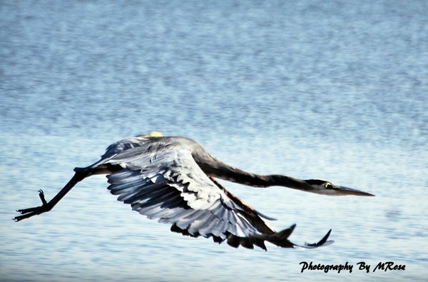 Blue Heron on the Fly