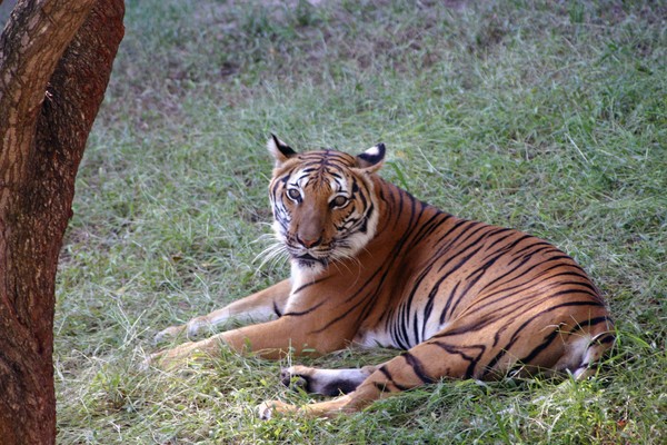 Tiger Lounging in the Grass