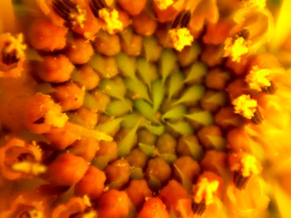 sunflower swirl