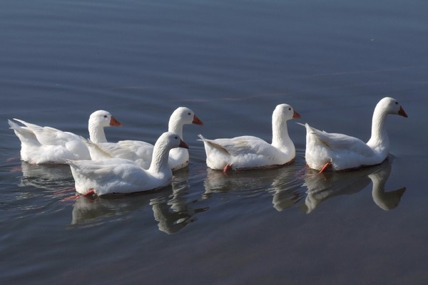 geese on lake albano