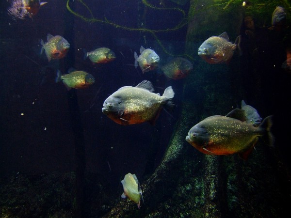 fish piranhas