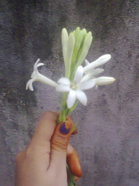 flower