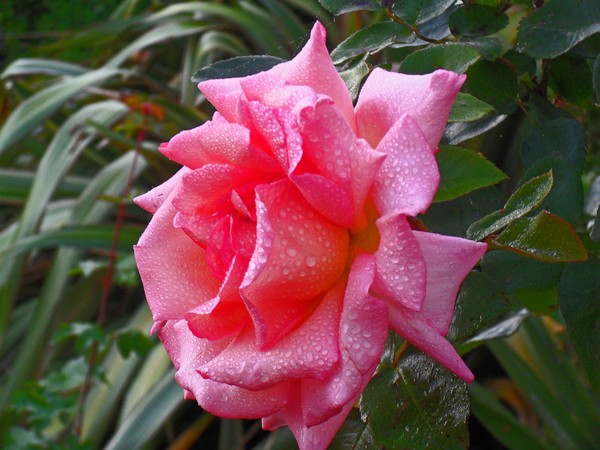 Pink Rose 2