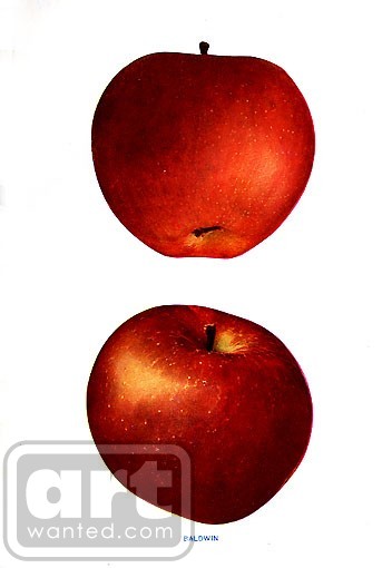 Apple Baldwin