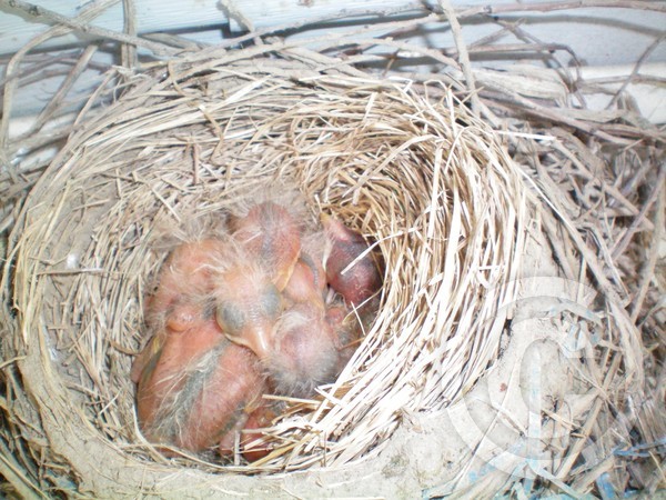 Beautiful?...or Ugly?..new born hatchlings...Robin