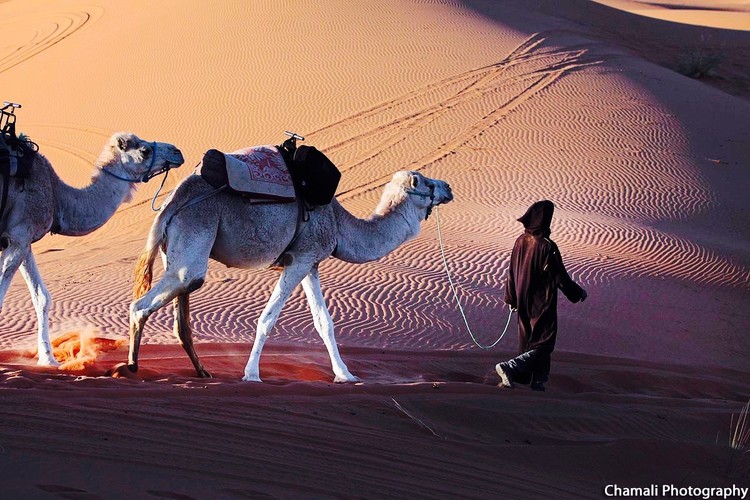 Desert of Morocco