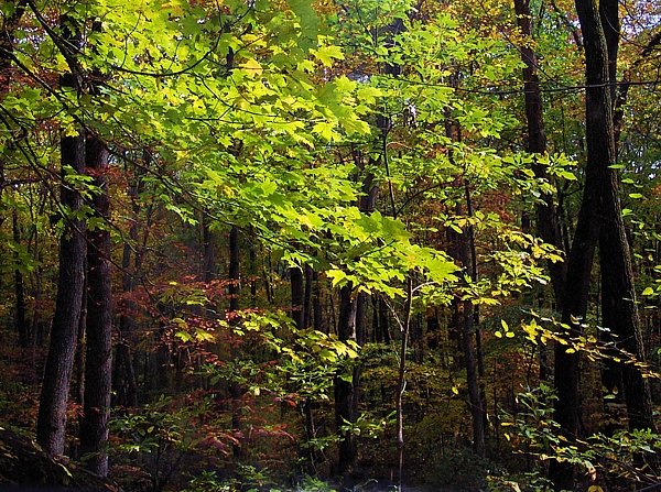 Autumn in Bucks County