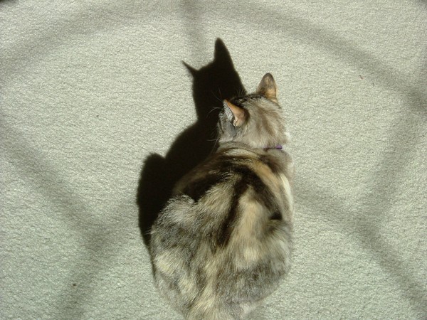 Angel and Her Shadow