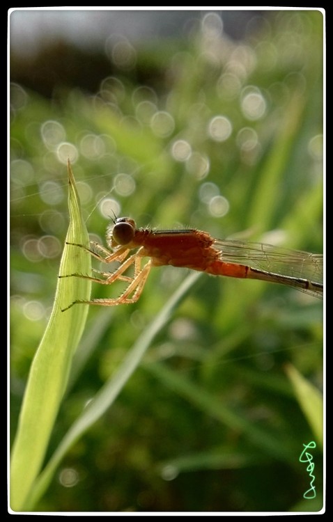 The Portrait of Dragonfly 