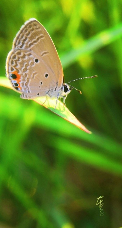 Butterfly in Morning Sunlight