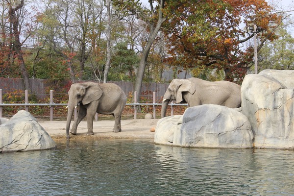 Roger williams zoo two elephant hanging  by water