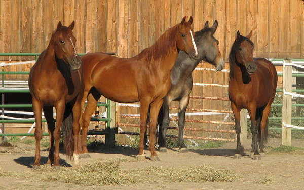 horses 4