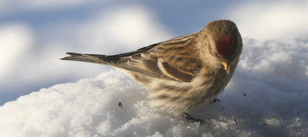 Redpoll Shopping