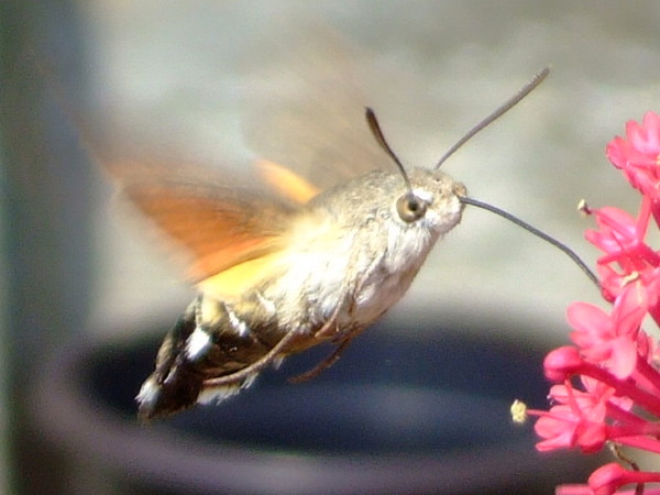 Humming Bird Hawk Moth