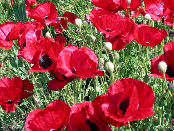 Poppies ll