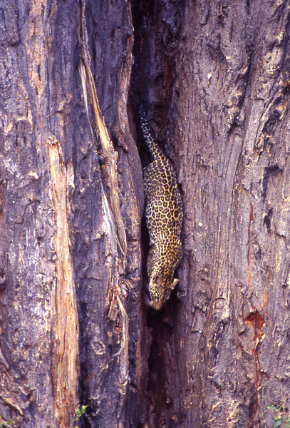 Leopard in a baobab