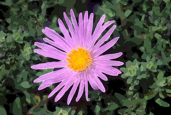 Tansy aster 2