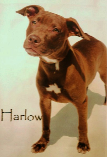 My girl Harlow