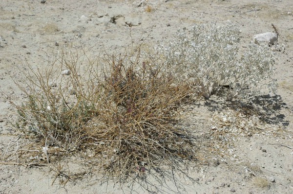 Desert Grasses