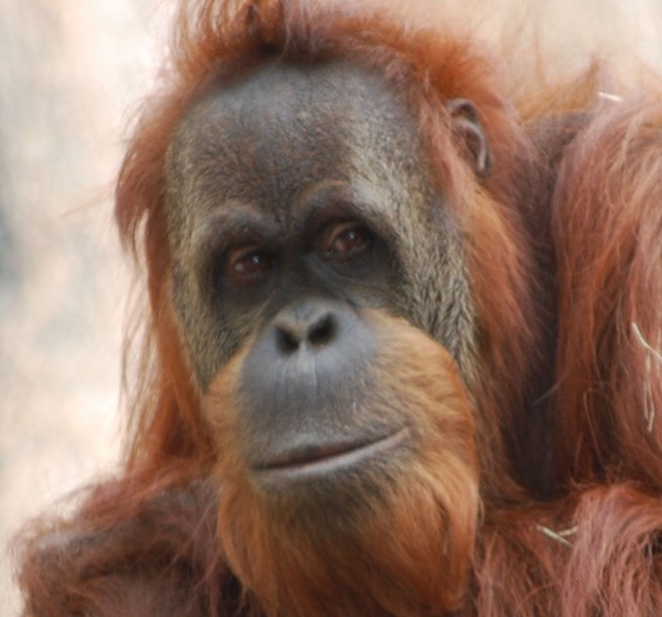 Orangutan Stan