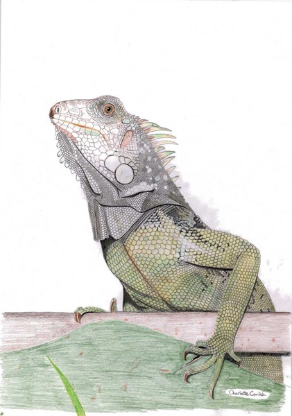 Iguana