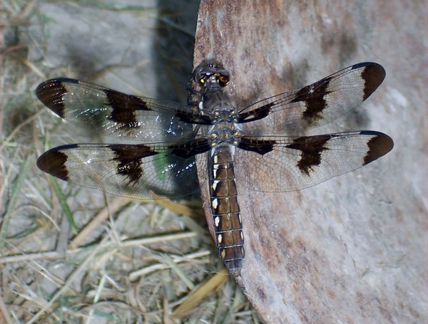 Dragonfly