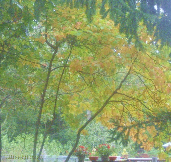Autumn Scene
