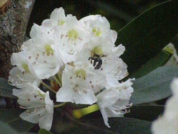 Mountain Laurel  Full Bloom