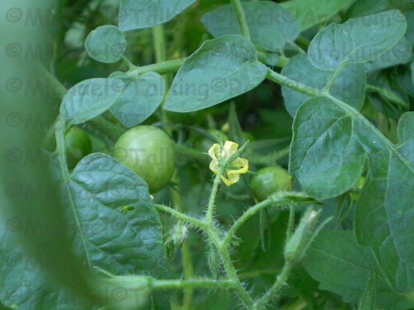 Flower of Tomato Plant