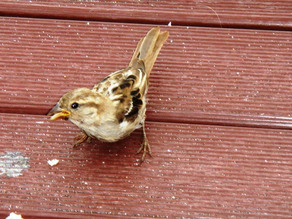 My sweet and smart Sparrow - Açores