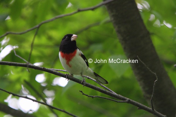 Rose Breasted GrosBeak