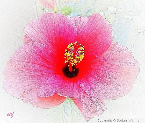 a touch of Hibiscus