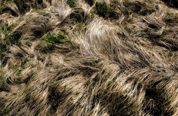 Windblown Grass
